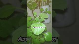 ajwain leaf plantajwain plant grow in wateryoutubeshorts viral shorts [upl. by Salena]