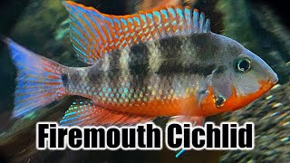 Firemouth Cichlid  Care Guide amp Species Profile [upl. by Aihsemat875]