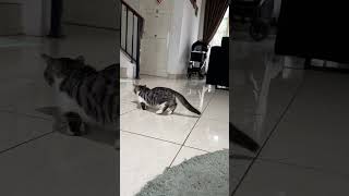 Habis sunat jadi oleng cat catlover shortvideo viralvideo kucing kucinglucu viral [upl. by Zuleika666]