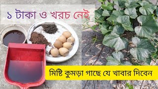 মিষ্টি কুমড়া গাছে যে খাবার দিবেন। ১ টাকা ও খরচ হবে না। [upl. by Georas]