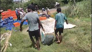 vannamei hunting in village style amazing video prawns subscribe for more videos [upl. by Jacquenette]