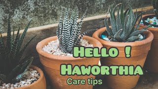 HOW TO CARE FOR A HAWORTHIA  HAWORTHIA CARE TIPS N DETAIL [upl. by Eireva]