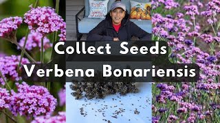 Verbena Bonariensis 🌱 How To Collect Harvest Store Save Seeds Purpletop Vervain [upl. by Yennek825]