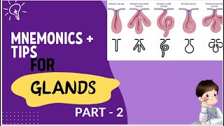 Mnemonics for glands 2 [upl. by Amleht632]