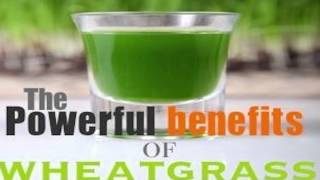 Benefits of Wheatgrass Review [upl. by Cnahc78]