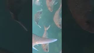 Red Snapper fish filmed in Mercury Bay Marine Reserve near Whitianga New Zealand 12 Nov 2024 [upl. by Cohlier]