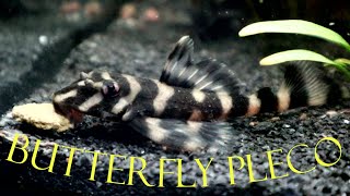 Butterfly pleco L168 [upl. by Polinski]