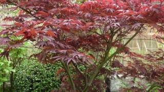 Acer palmatum Atropurpureum [upl. by Jeannie67]