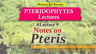 Lecture 9  Pteris Life Cycle  Pteridophyta Lecture Notes [upl. by Assenahs]