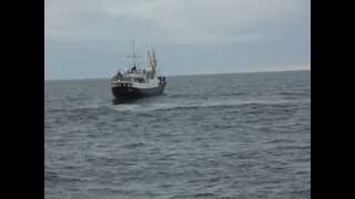 WhaleWatching in Andenes [upl. by Inwat840]