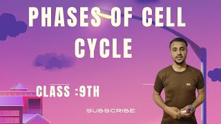 Phases of Cell Cycle in urdu  Hindi  Class 9th [upl. by Ylrevaw]