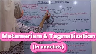 METAMERISM AND TAGMATIZATION IN ANNELIDS  BS ZOOLOGY  MILLER amp HARLEY [upl. by Lamoree785]