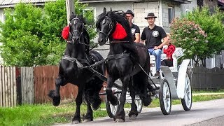 TRASURA CU CAI PENTRU NUNTA  Domeniul Cailor Bucovina 2018 [upl. by Atisor941]