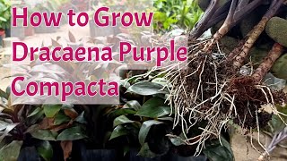 How To Propagate And Grow Dracaena Purple Compacta By Stem Cuttings [upl. by Nabi]