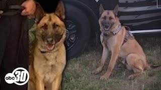 Police K9 Nitro dies after being found lethargic in outside kennel in Coalinga [upl. by Ajdan]