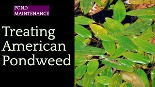 205 Successfully Treating American Pondweed with Tsunami DQ Aquatic Herbicide [upl. by Cordula597]