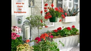 GERANIUM CARE BASICS amp 4 GERANIUM TYPES  Shirley Bovshow [upl. by Ettenirt]