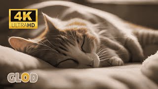 Sleepy Cats The Ultimate Nap Time Compilation [upl. by Modesta]