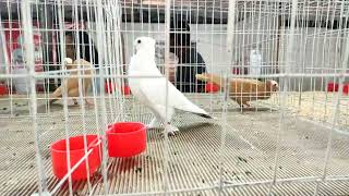 UPC PIGEON SHOW 2023  SATINETTE PIGEONS  THRISSUR KERALA [upl. by Farrow690]