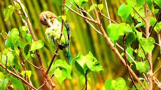 Whitecheeked barbet call 📞Psilopogon viridisGreen barbet call barbet bird sound [upl. by Disraeli966]