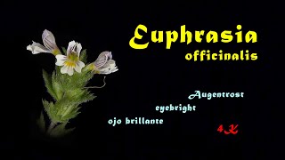 Euphrasia officinalis Augentrost eyebright ojo brillante 4K time lapse [upl. by Levina]