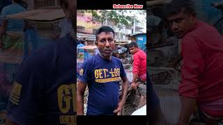 Hasnabad kobutor hat kobutorhat kabutar pigeon shortvideos shorts viralvideo viralshorts [upl. by Edny]