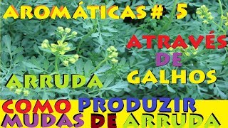 Como plantar arruda por galhos modo mais fácil do mundo [upl. by Aihsrop]