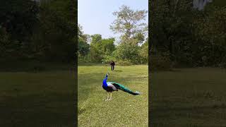 Beautiful peacock and young boy try catching peacock in forest nature peacock birds birdsounds [upl. by Kirkpatrick400]