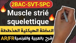 Rôle du muscle strié squelettique dans la conversion de lénergie 2BACSVT Partie 3 [upl. by Brick749]