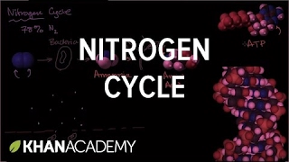 Nitrogen cycle  Ecology  Khan Academy [upl. by Eiffe]