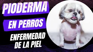 PIODERMA EN PERROS ENFERMEDAD DE LA PIEL [upl. by Ralyat]