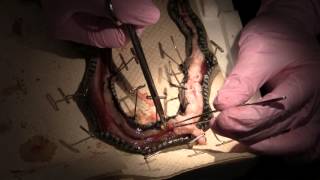 Gartersnake Dissection [upl. by Oirrad907]