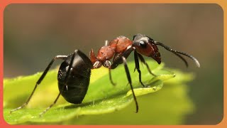 Evolution of Insect Armor Exploring Exoskeletons 4K Documentary [upl. by Minne]