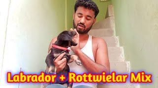 Labrador Rottweiler mix breed  Rottweiler Labrador mix breed  Labrottie or Rottador [upl. by Tilly]