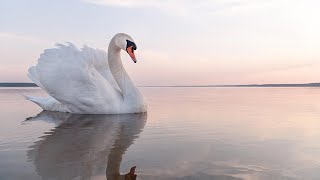 SaintSaëns The Swan  Il Cigno Cristiana Pegoraro Piano per la Giornata Nazionale del Sollievo [upl. by Oletta966]