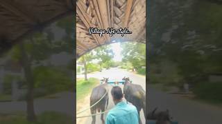 Village life style tour srilanka sigiriya tour village holiday [upl. by Eittam760]