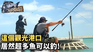 【港釣】澎湖這個著名景點居然超多大魚可以釣 沒想到今年的黑鯛這麼早就跑進港口開始咬了啊  澎湖通樑港 [upl. by Rube926]