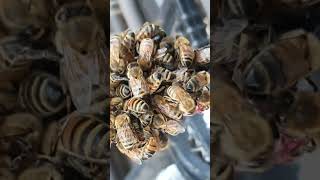 Overcrowded bee feeder in fall [upl. by Euqina991]