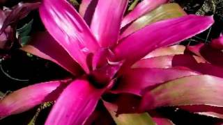 Neoregelia neo bromeliads explained [upl. by Moclam]