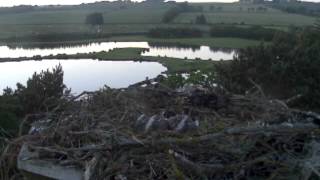 Osprey chick snatched from nest by buzzard [upl. by Shevlo]