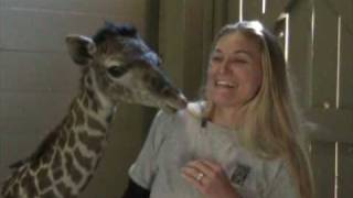 Masai Giraffe quotMilesquot Born at the Houston Zoo Jan 30 09 [upl. by Saberio]