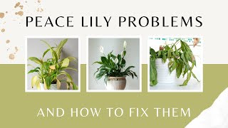 Peace Lily problems and how to fix them  Peace Lily Plant Care  MOODY BLOOMS [upl. by Gorey]