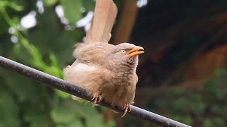 Calls of a Jungle Babbler [upl. by Annaear]