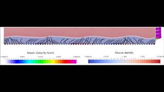 Sympleptic metachronal waves in a twophase environment [upl. by Hewie]