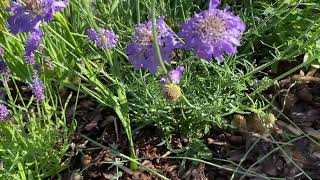 Scabiosa ördögszem [upl. by Hotze]