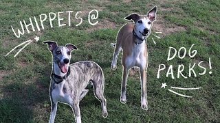 Whippets at the Dog Park [upl. by Ferriter]