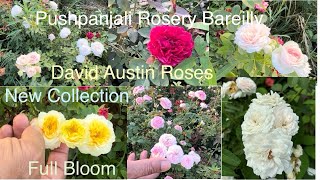 New Rose Varieties 🌹 David Austin Roses  Shrub Roses  Floribunda  Pushpanjali Rosery Bareilly [upl. by Margy70]