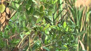 コヨシキリ鳴き声（地鳴き） Blackbrowed Reed Warblers call [upl. by Rihaz572]