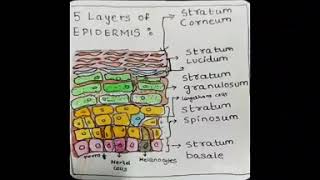 5 layers of Epidermis and process of Keratinisation [upl. by Ulla797]