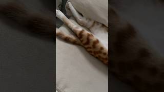 Checking Cats KneeJerk Reflex [upl. by Eisso]